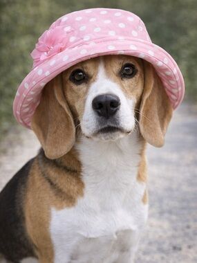 DOGS VIBRANT LIFE PINK BUCKET HAT M/L